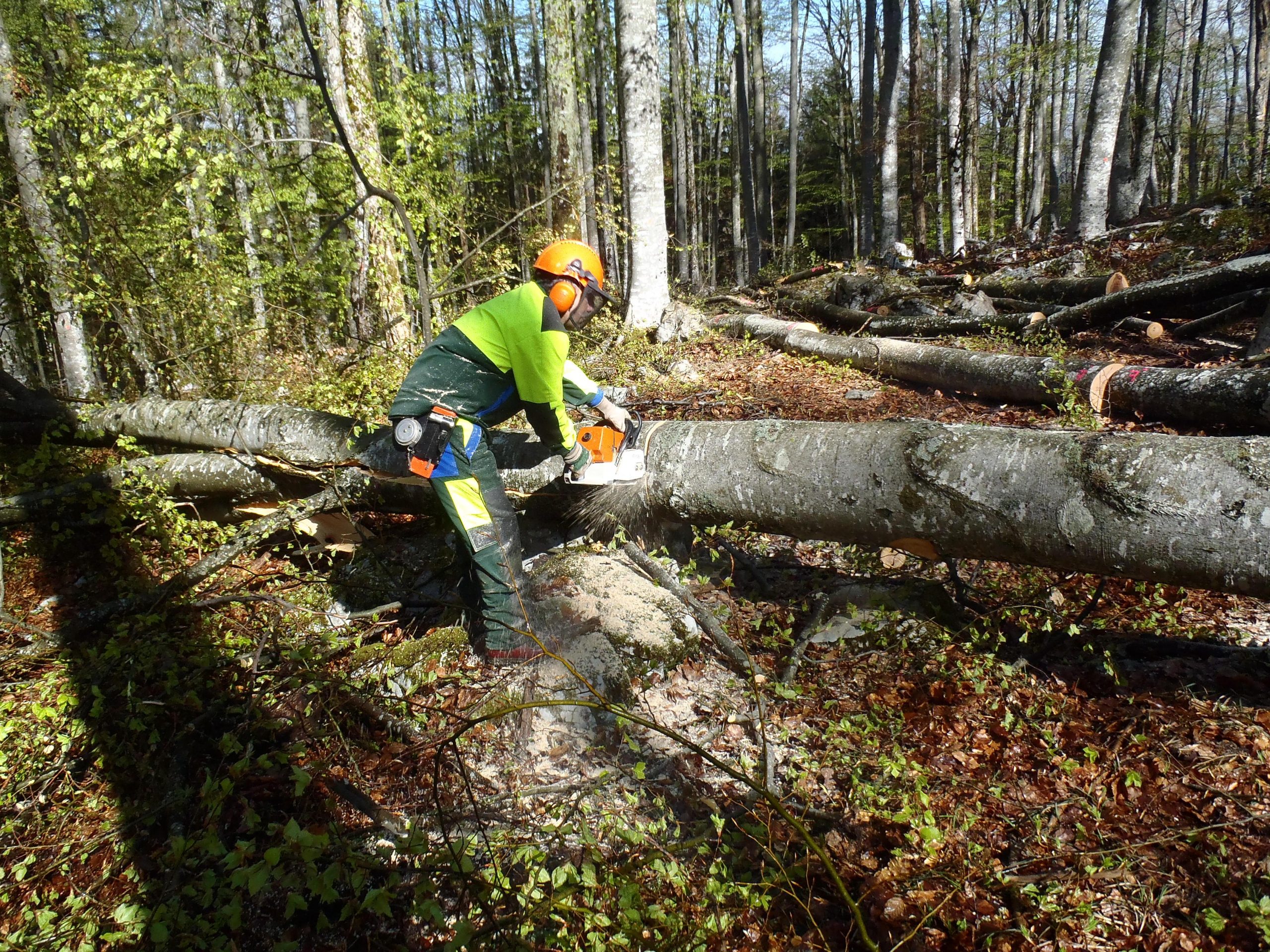 Analiza delovanja strojnega krožka Gorjan kot oblike medsosedske pomoči lastnikov gozdov